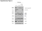 Supplementary Figure 3
