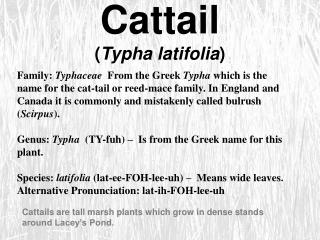 Cattail ( Typha latifolia )