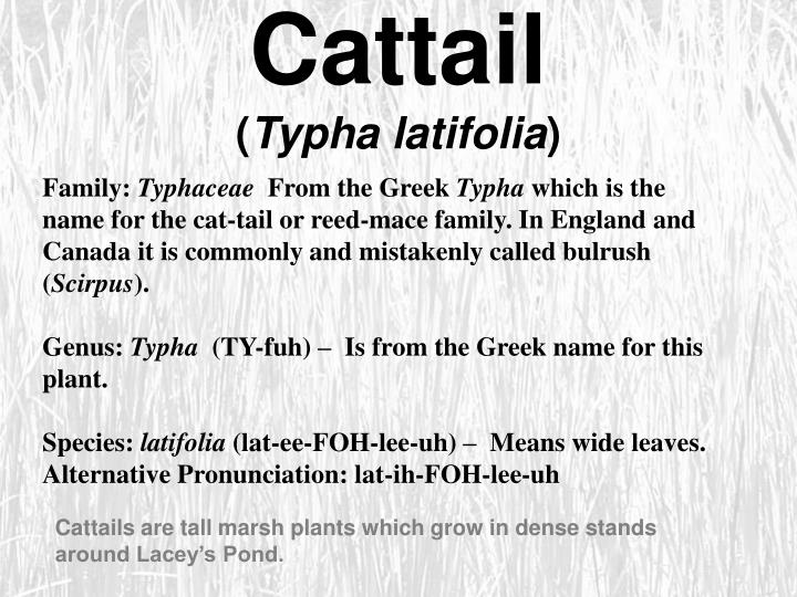 cattail typha latifolia