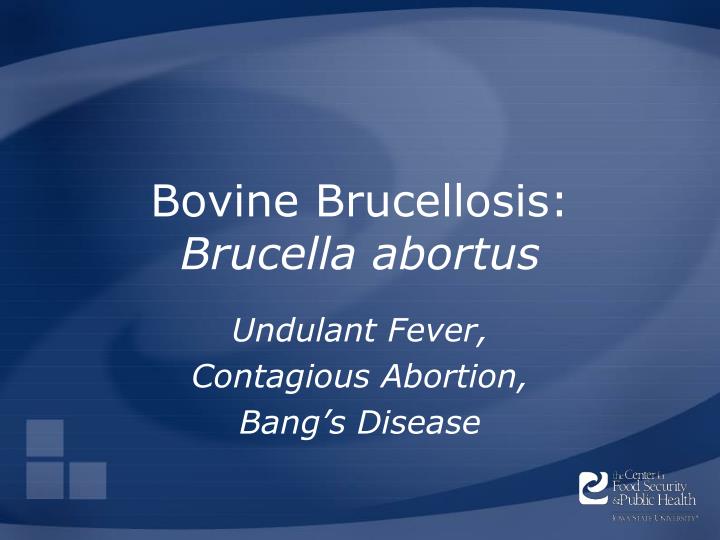 bovine brucellosis brucella abortus