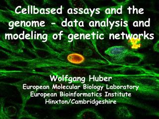 Cellbased assays and the genome - data analysis and modeling of genetic networks