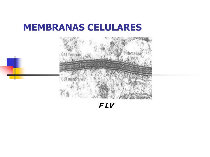membranas celulares