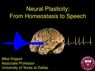 Neural Plasticity: From Homeostasis to Speech