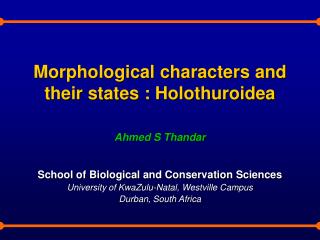 Morphological characters and their states : Holothuroidea