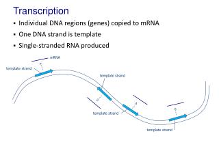 Transcription