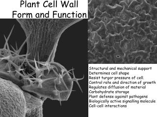 Plant Cell Wall Form and Function