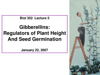 Biol 352 Lecture 5 Gibberellins: Regulators of Plant Height And Seed Germination January 22, 2007