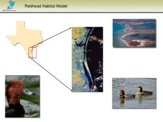 Redhead Habitat Model