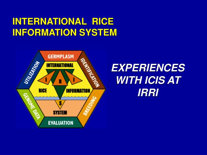 international rice information system