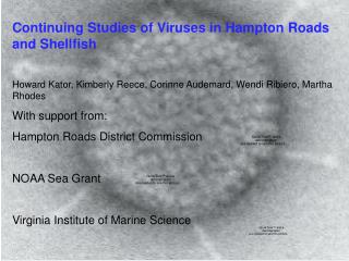 Continuing Studies of Viruses in Hampton Roads and Shellfish