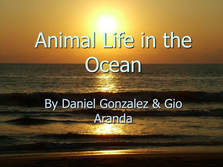 animal life in the ocean