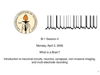 Bi 1 Session 4 Monday, April 3, 2006 What is a Brain?