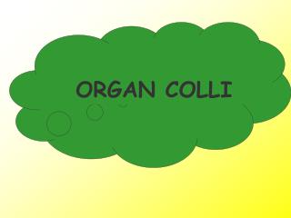 ORGAN COLLI