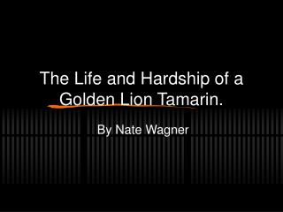 The Life and Hardship of a Golden Lion Tamarin.