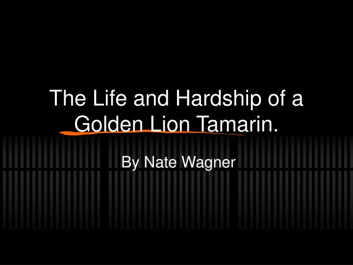 the life and hardship of a golden lion tamarin