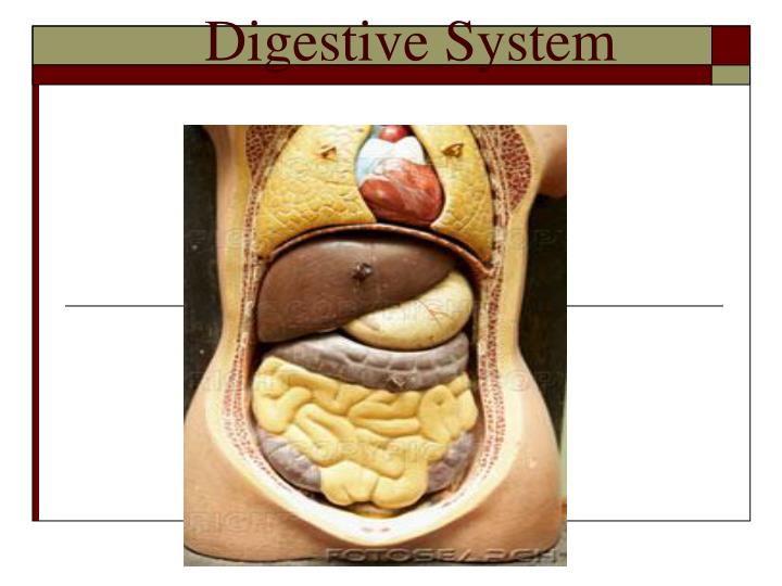 digestive system