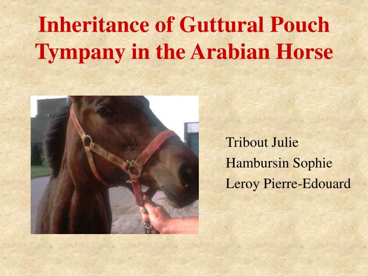inheritance of guttural pouch tympany in the arabian horse