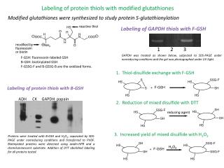 Labeling of protein thiols with modified glutathiones