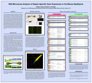 DNA Microarray Analysis of Region-Specific Gene Expression in the Mouse Epididymis