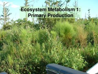 Ecosystem Metabolism 1: Primary Production