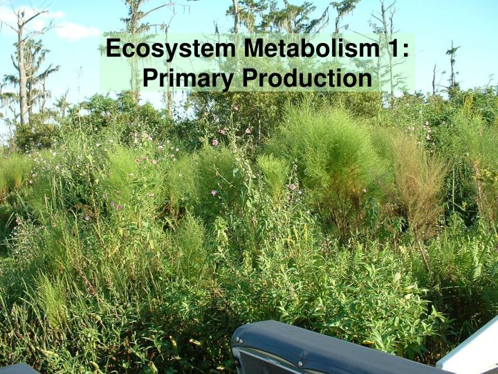 ecosystem metabolism 1 primary production