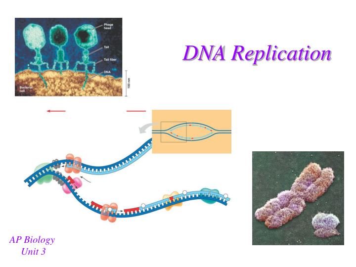 dna replication