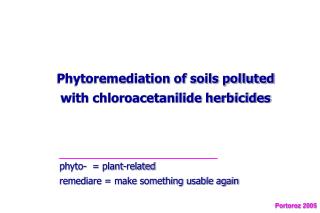 Phytoremediation of soils polluted with chloroacetanilide herbicides