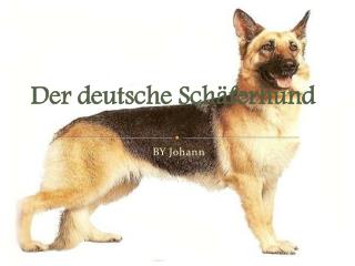 Der deutsche Schäferhund
