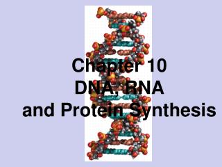 Chapter 10 DNA, RNA and Protein Synthesis