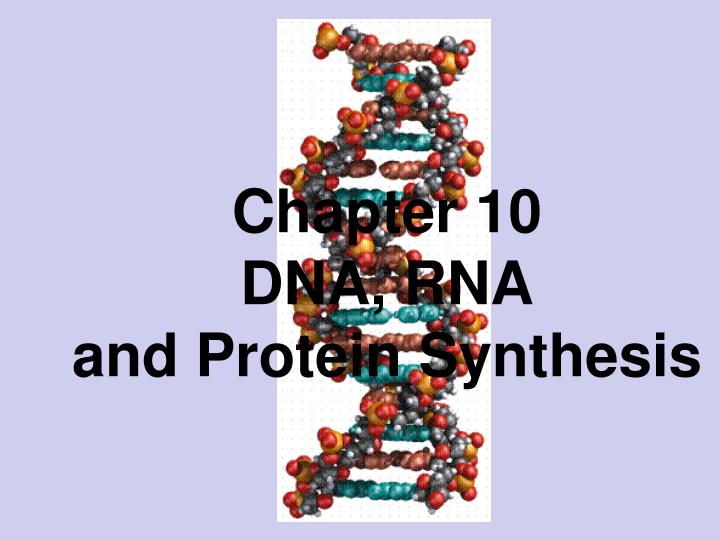 chapter 10 dna rna and protein synthesis