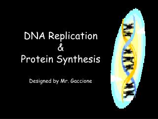 DNA Replication &amp; Protein Synthesis Designed by Mr. Gaccione