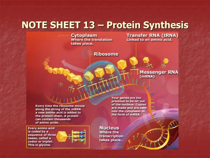 note sheet 13 protein synthesis