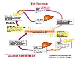 Glucose homeostasis