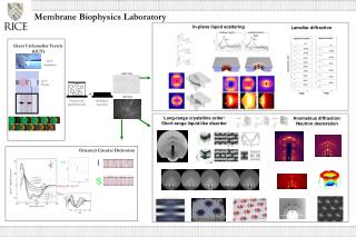 membrane biophysics laboratory