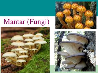 Mantar ( Fungi )