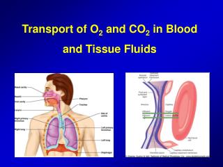Transport of O 2 and CO 2 in Blood and Tissue Fluids