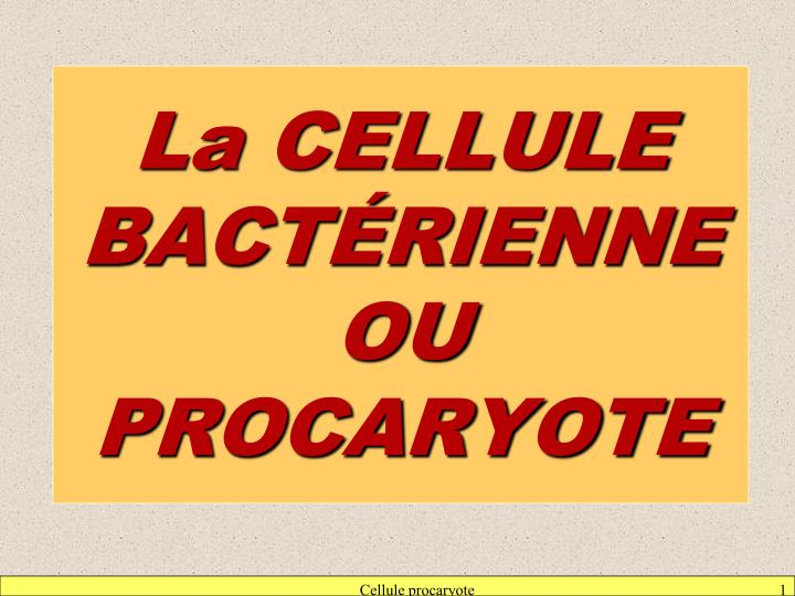 la cellule bact rienne ou procaryote