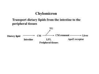 Chylomicron Transport dietary lipids from the intestine to the peripheral tissues