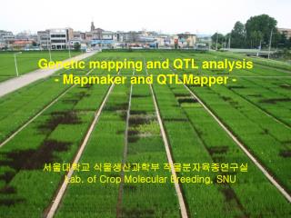 Genetic mapping and QTL analysis - Mapmaker and QTLMapper -