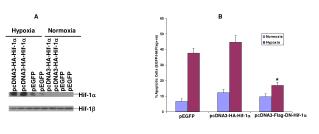 pcDNA3-HA-Hif-1 a