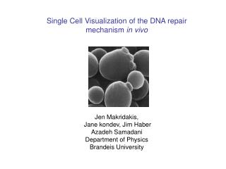 Single Cell Visualization of the DNA repair mechanism in vivo Jen Makridakis,