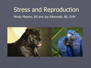 Stress and Reproduction Mindy Meyers, BS and Joy Altermatt, BS, DVM