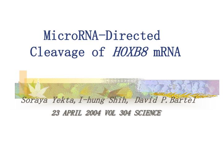 microrna directed cleavage of hoxb8 mrna