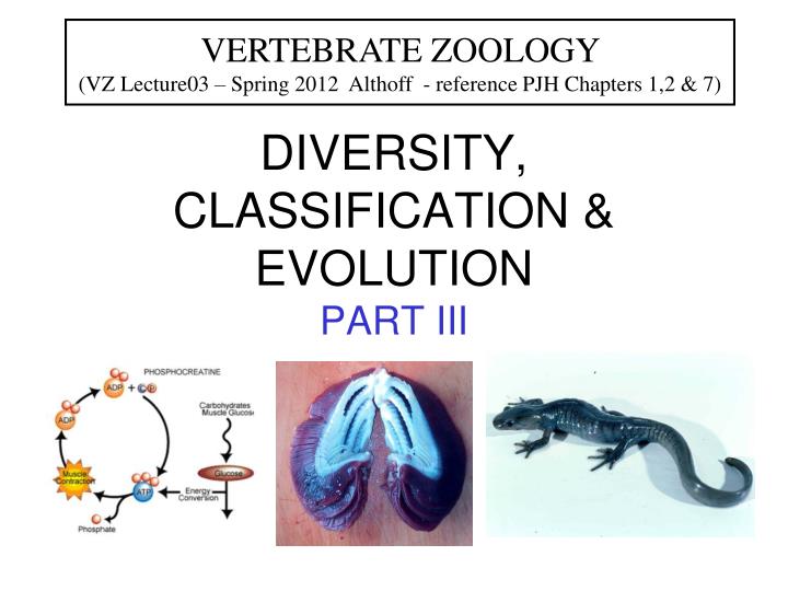 diversity classification evolution part iii