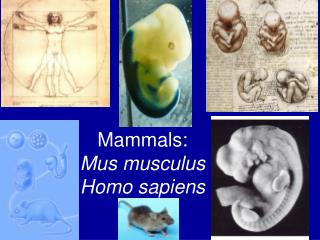 Mammals: Mus musculus Homo sapiens