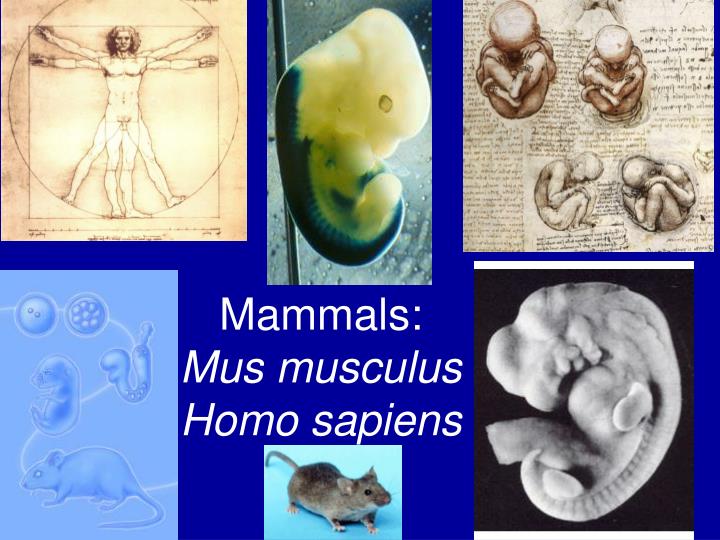 mammals mus musculus homo sapiens