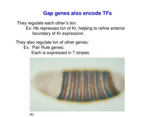 Gap genes also encode TFs