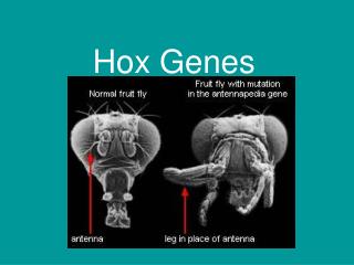 hox genes
