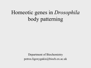 Homeotic genes in Drosophila body patterning