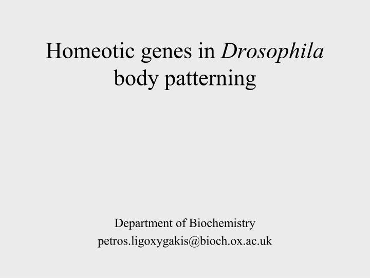 homeotic genes in drosophila body patterning